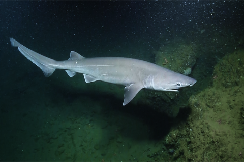 Slow Cruising Bluntnose Sixgill Shark Nautilus Live Slow Cruising Bluntnose Sixgill Shark Nautilus Live