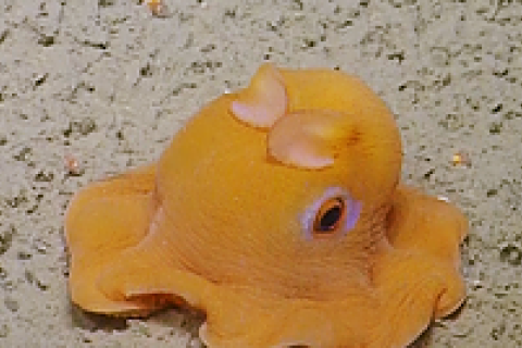 orange octopus