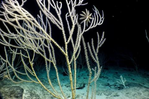 Bamboo corals undersea