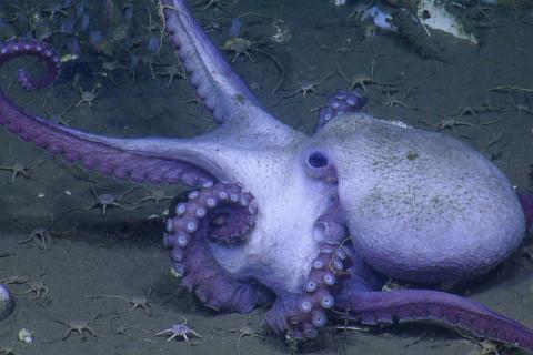 Octopus from Cascadia Margin Expedition