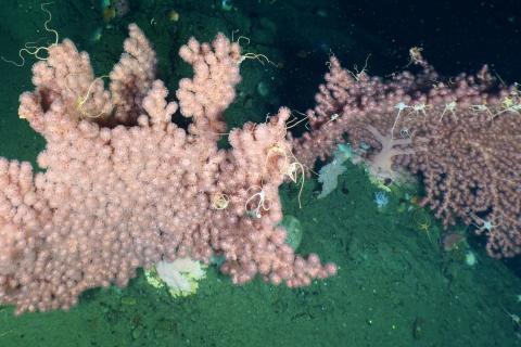 paragorgia bubblegum coral