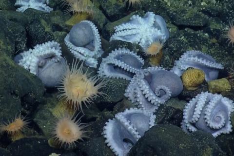 Octopus clusters 