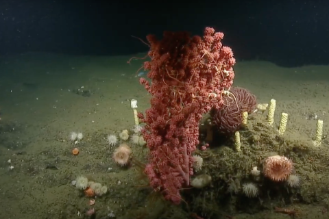 Pioneer Canyon Bubblegum Coral 2020
