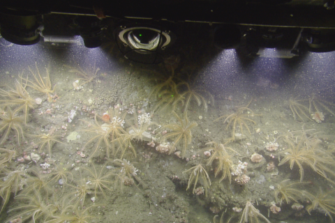 reef wall