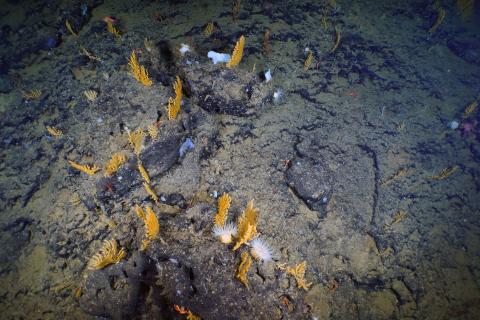 A deep-water coral garden composed of Acanthogorgia sp. sea fans and mushroom corals (Heteropolypus sp.) was identified on the flanks of San Juan Seamount at 880 meters (~2,624 feet).