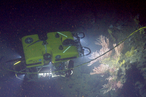 ROV Hercules examines coral ledge