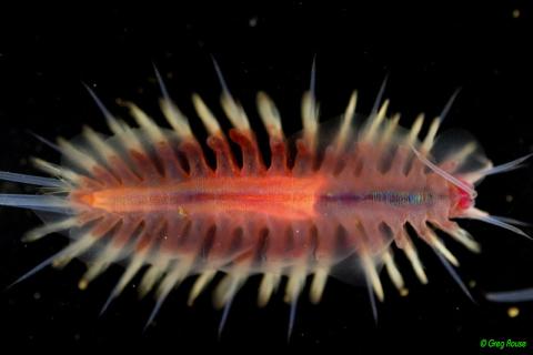 scale worm