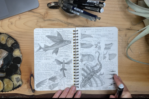 Overhead image of an open field notebook with fish sketches laying on a woodgrain table with part of a plant visible