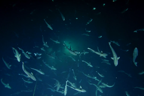 Swarmed by Sablefish