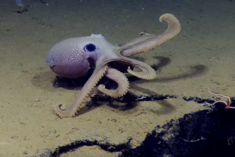 A purple octopus walks on the seafloor