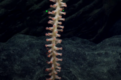 Yellow coral stalk with red polyps closed up 