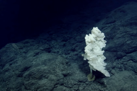 Tretopleura Sponge of Unnamed Seamount A in the Wentworth Seamount Chain