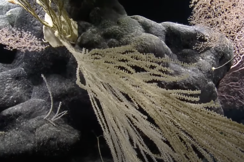Incredible Marine Diversity of the Haaheo Seamount (PNMN)