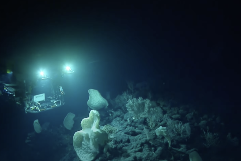 Never-Before-Surveyed Seamount Reveals Stunning Biodiversity