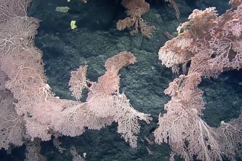 It’s a massive coral collection in our latest highlights video! 