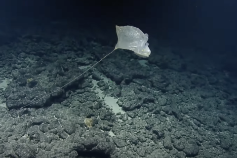 A delicate tunicate (aka “sea squirt”) floating in the current.
