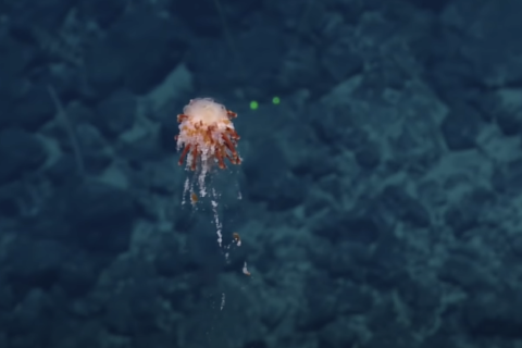 Sea Dandelion(!) and Other Superb Creatures of the Central Pacific |