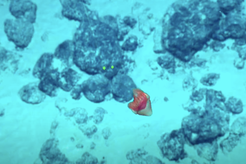 Supercut of Amazing Underwater Critters and Geology in PRIMNM 