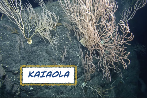 Coral garden with vocabulary word kaiaola overtop