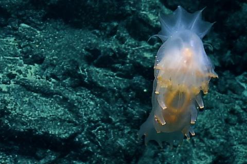 Translucent sea cucumber up close in the ROV camera