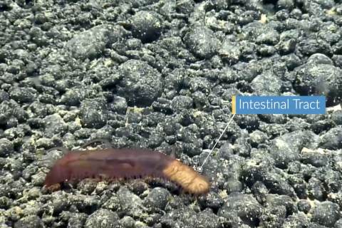 Labeled image of a sea cucumber with visible digestive tract on a rocky seafloor