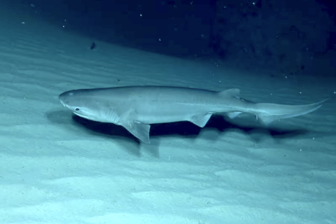 Bluntnose six-gill shark swims over a sandy seafloor