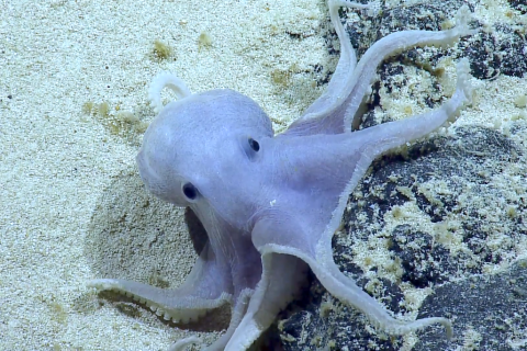 Casper octopus 
