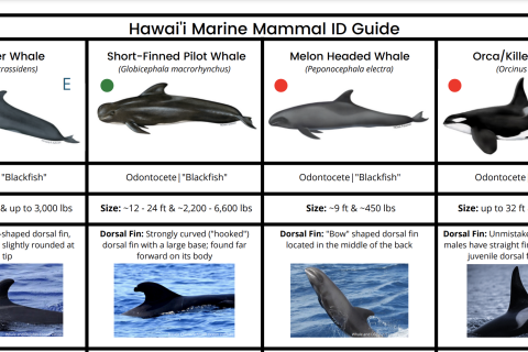 Screeenshot of the marine mammal guide 