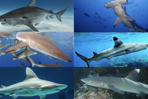 Collage of six Hawaiian shark species 