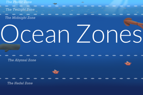 Ocean Zones (Teaching Animation)
