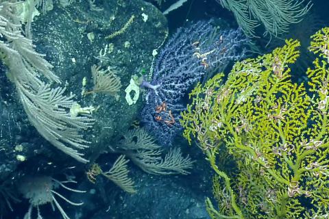 Cliffside Coral Garden In Proposed National Marine Sanctuary