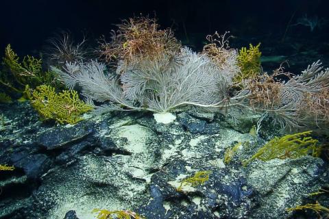 Calyptrophora Coral Colony in US waters near Kingman Reef