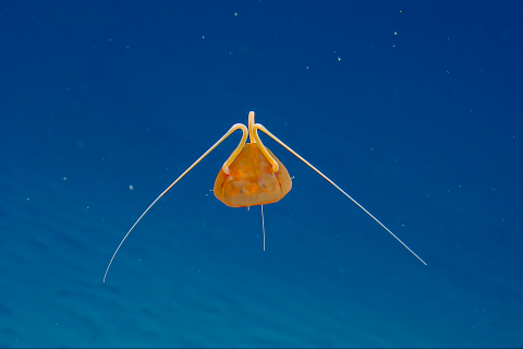 Bathykorus jellyfish with long tentacles on top