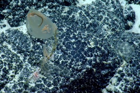 Sampling a Predatory Tunicate 