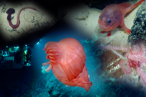 Wow Wildlife Moments from the Deep Waters Near Kingman Reef