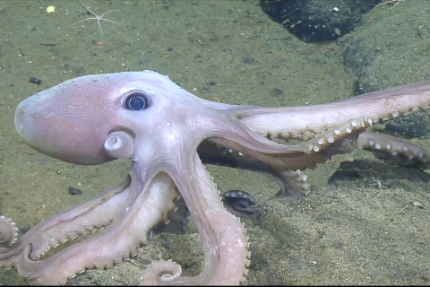 Meet the Animals of Endeavour Hydrothermal Vent Field 