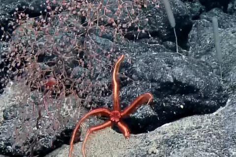 Brittle Star Gymnastics and More Deep Sea Animal Behavior 