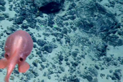 Pink Chaunacops Swims In Front of ROV Hercules