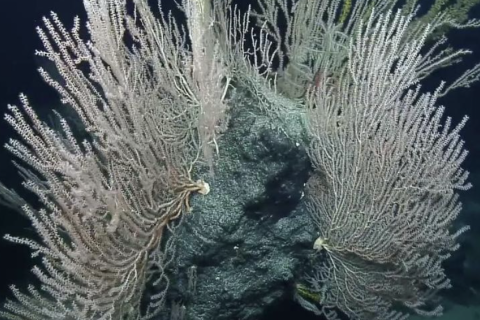 Mega-Compilation of Deep Sea Diversity Near Johnston Atoll