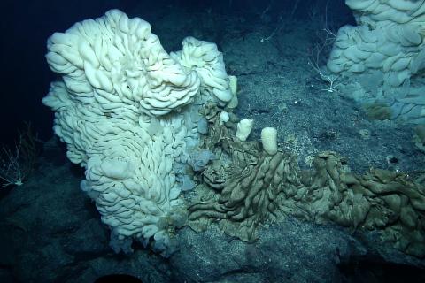Massive Mounding Lophocalyx Deep Sea Sponge 