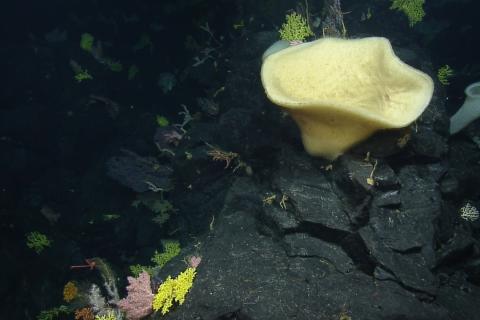 Biodiversity Bonanza in Deep Sea Coral Gardens