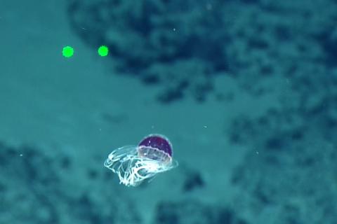 Beautiful Purple Deep Sea Hydromedusa