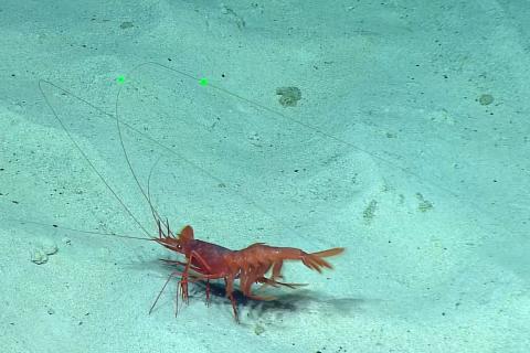 Huge Deep Sea Shrimp “Crawls” Along the Seafloor 