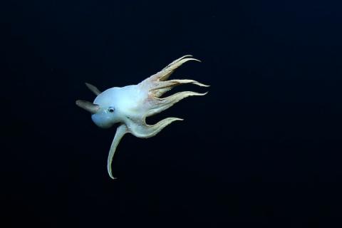 “Ghostly” Dumbo Octopus in the Deep Sea 