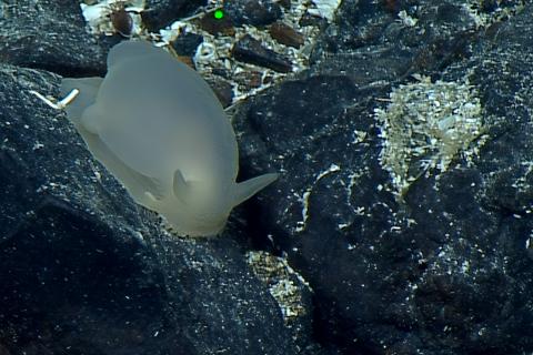 Adorable Transparent Nudibranch 