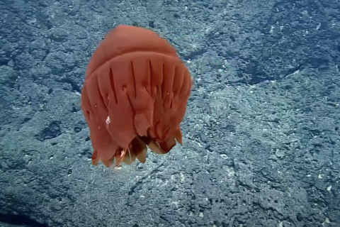 Kupaianaha Orange Jellyfish