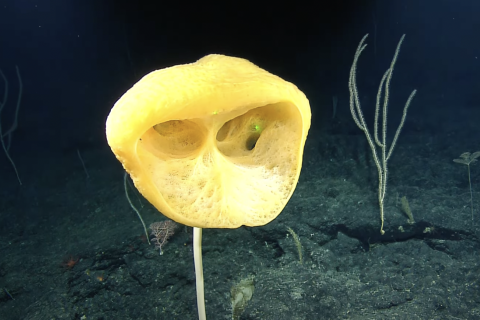 Spectacular Sponges of Papahānaumokuākea |