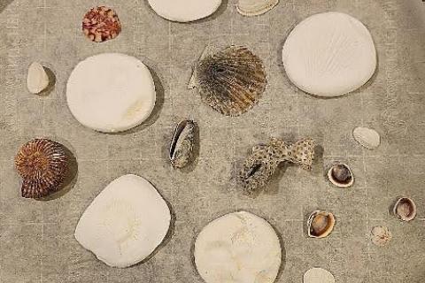 Create Your Own Fossil Examples
