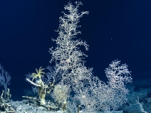 Coral colony Credit Ocean Exploration Trust
