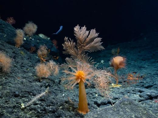 Deep-Sea Habitats of the Hawaiian Archipelago